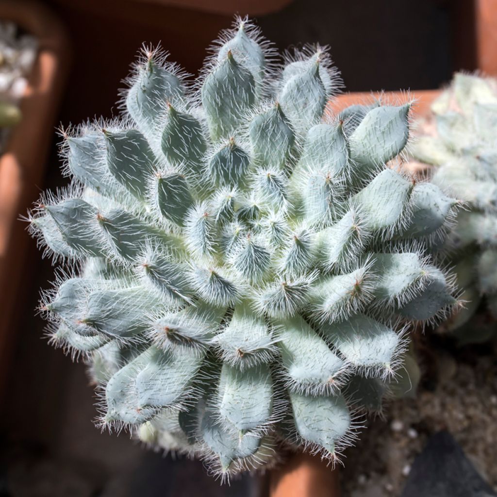 Echeveria setosa