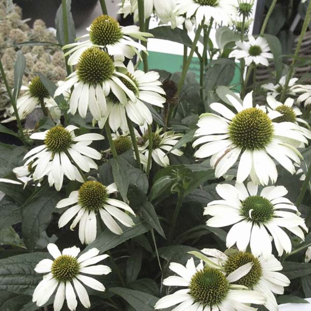 Echinacea purpurea Virgin