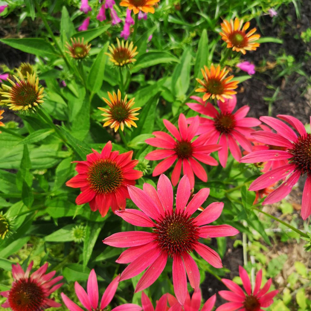 Echinacea purpurea Cheyenne Spirit