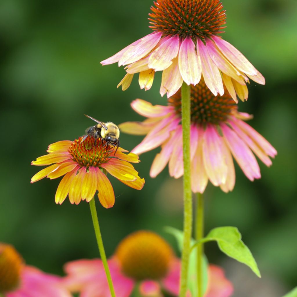 Echinacea purpurea Cheyenne Spirit