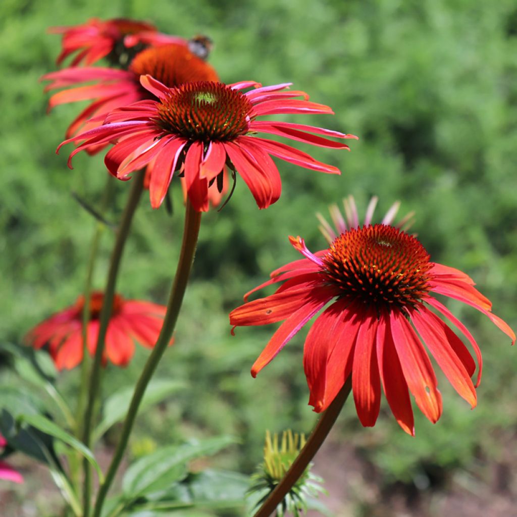 Echinacea purpurea Cheyenne Spirit