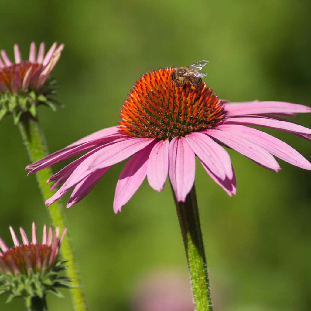 Echinacea purpurea Cheyenne Spirit