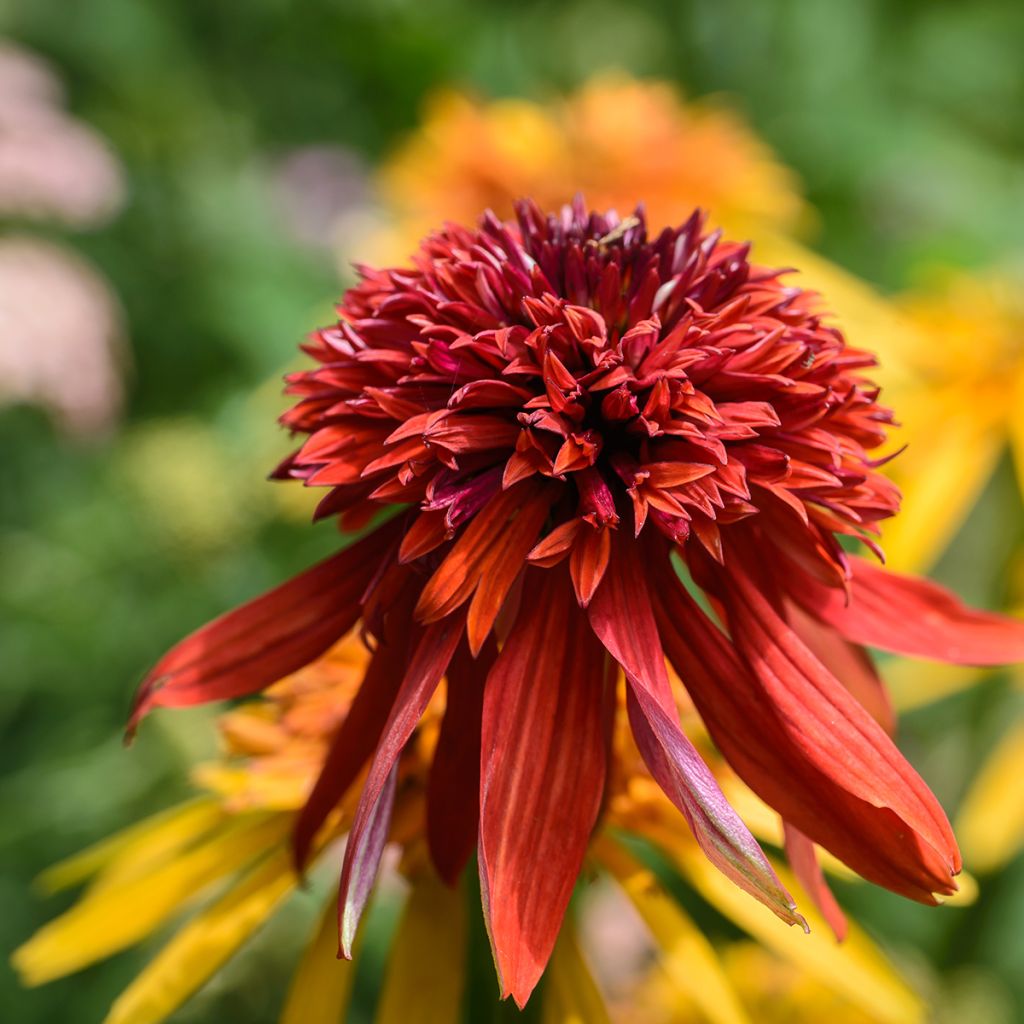 Echinacea purpurea Eccentric