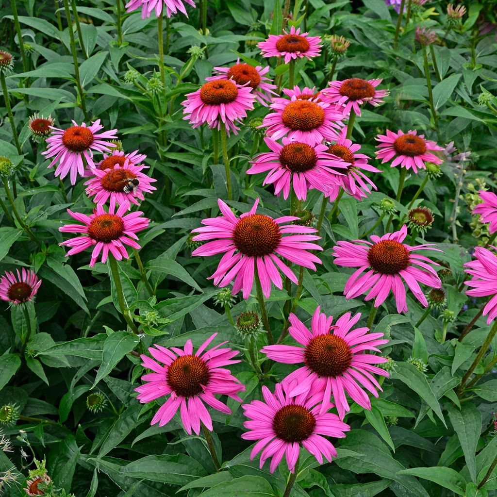 Echinacea purpurea Fatal Attraction