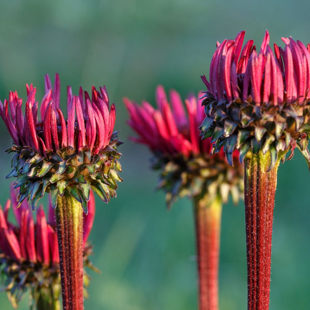 Echinacea purpurea Fatal Attraction