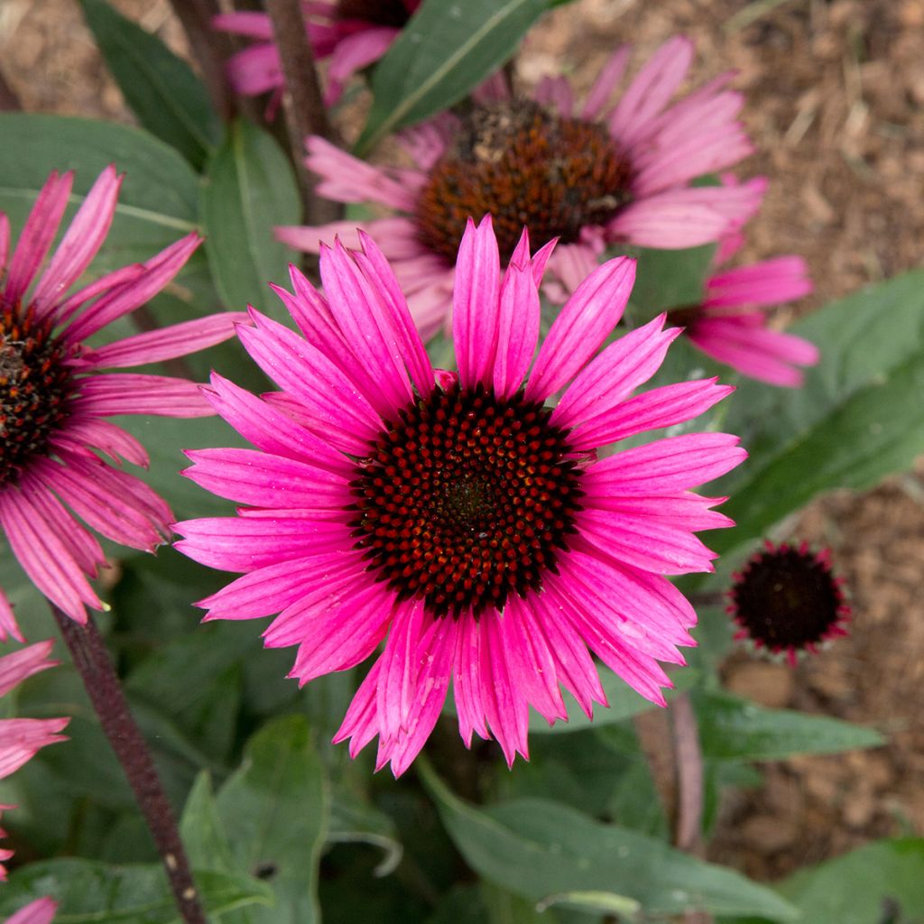 Echinacea purpurea Fatal Attraction