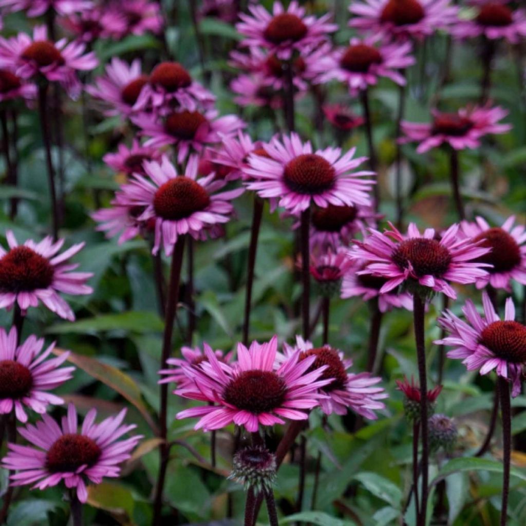 Echinacea purpurea Fatal Attraction