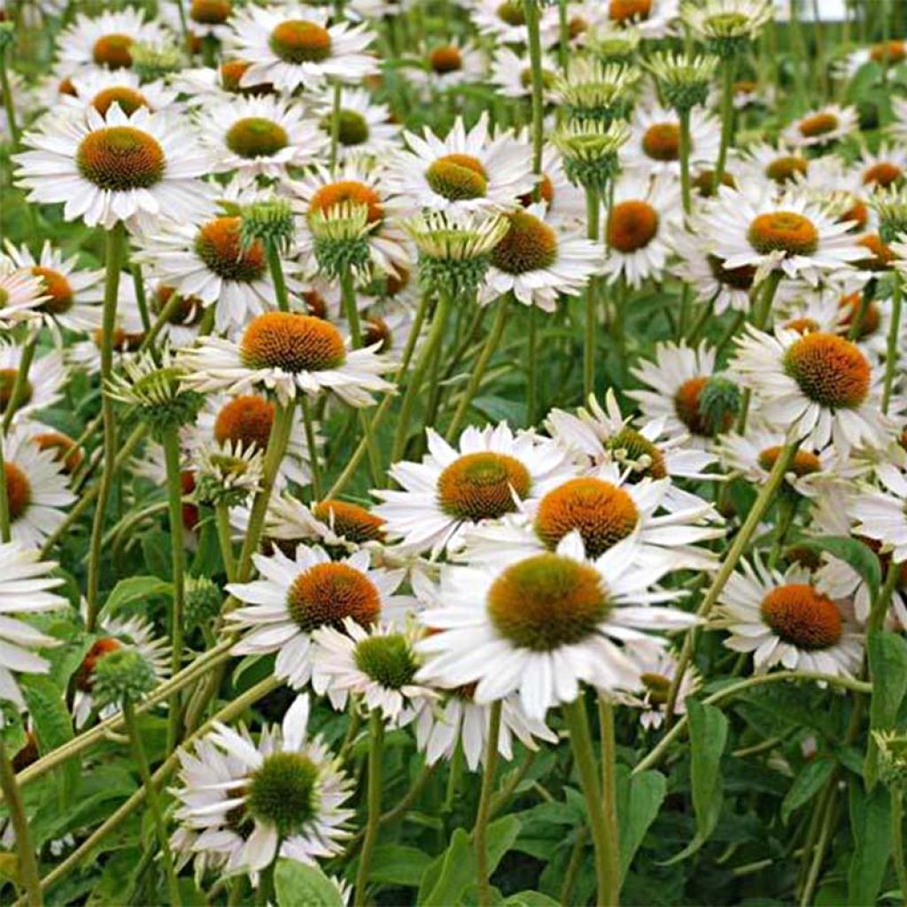 Echinacea Fragrant Angel - Rudbeckia pourpre