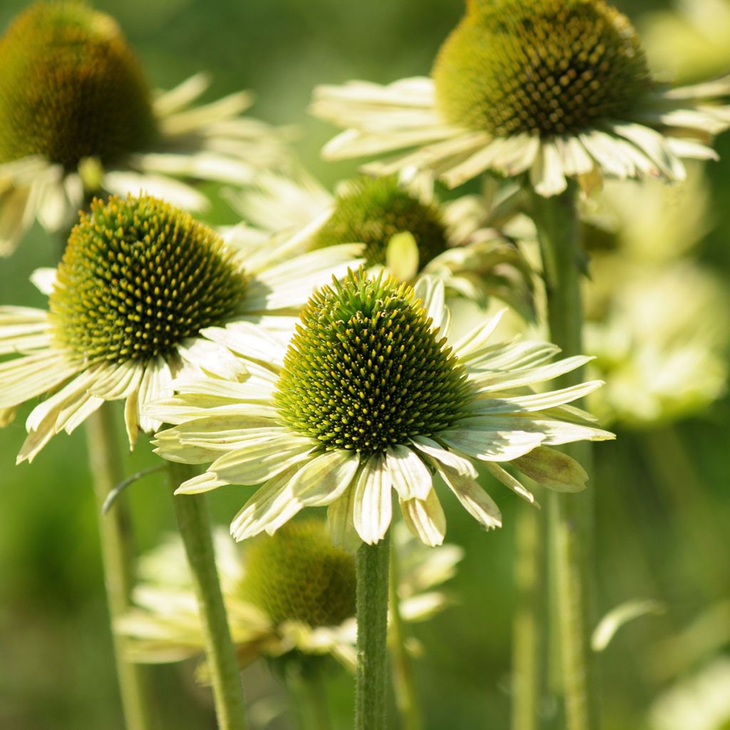 Echinacea purpurea Green Jewel