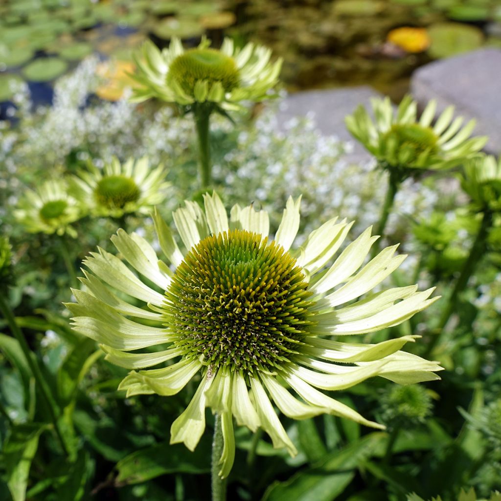 Echinacea purpurea Green Jewel