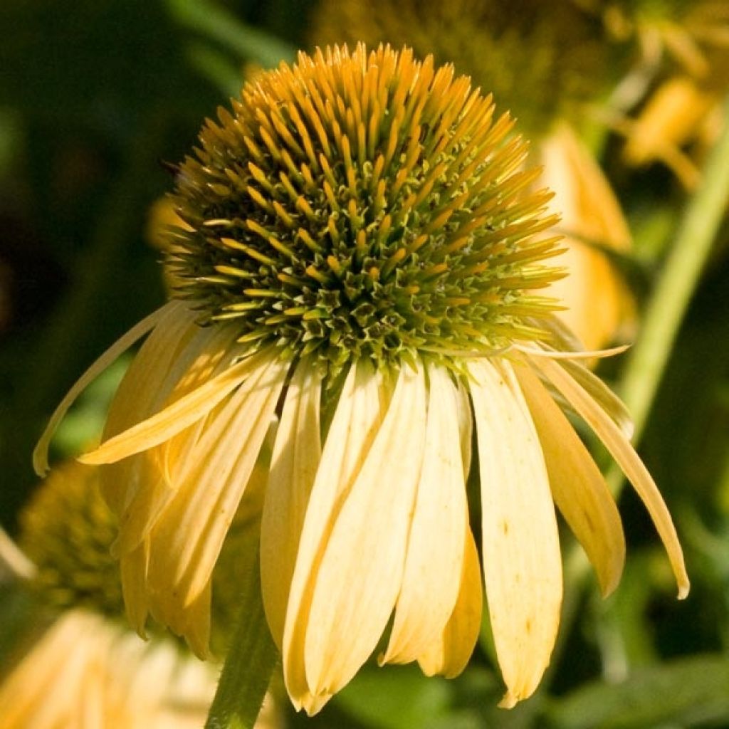 Echinacea purpurea Harvest Moon