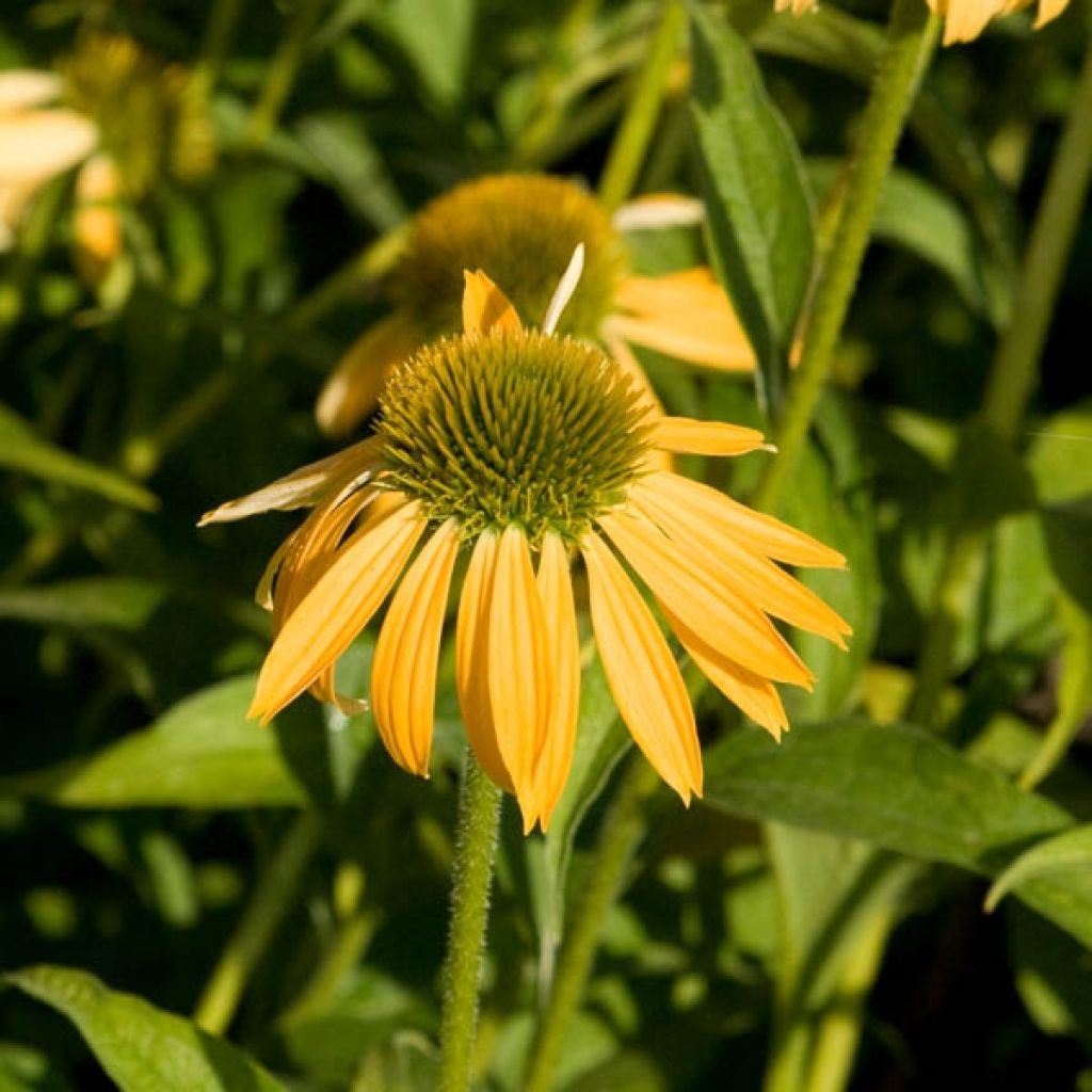 Echinacea purpurea Harvest Moon