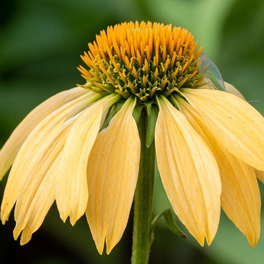 Echinacea purpurea Harvest Moon