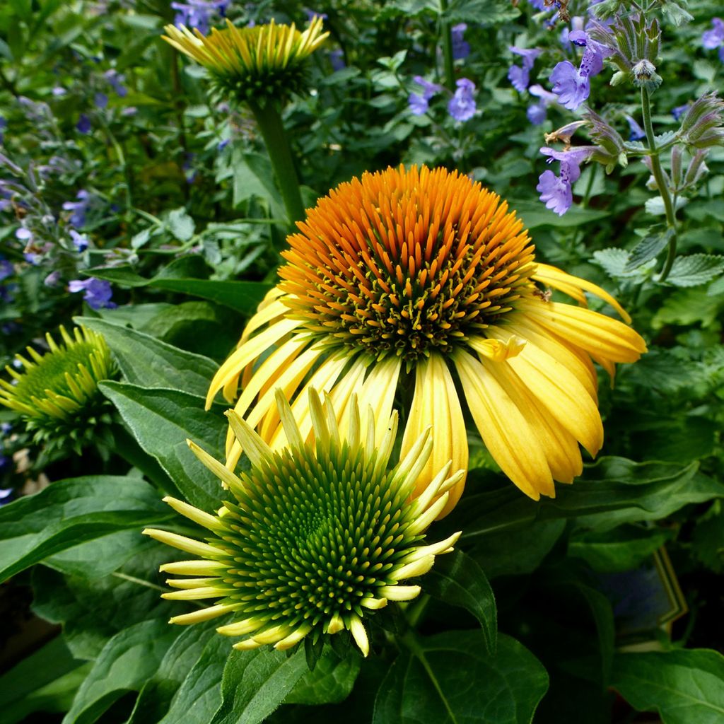 Echinacea purpurea Harvest Moon