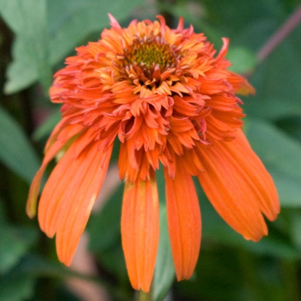 Echinacea Hot Papaya - Rudbeckia pourpre