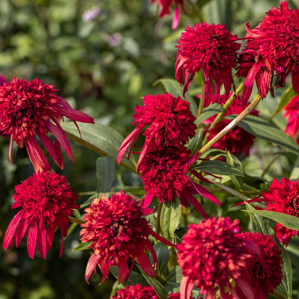 Echinacea purpurea Hot Papaya