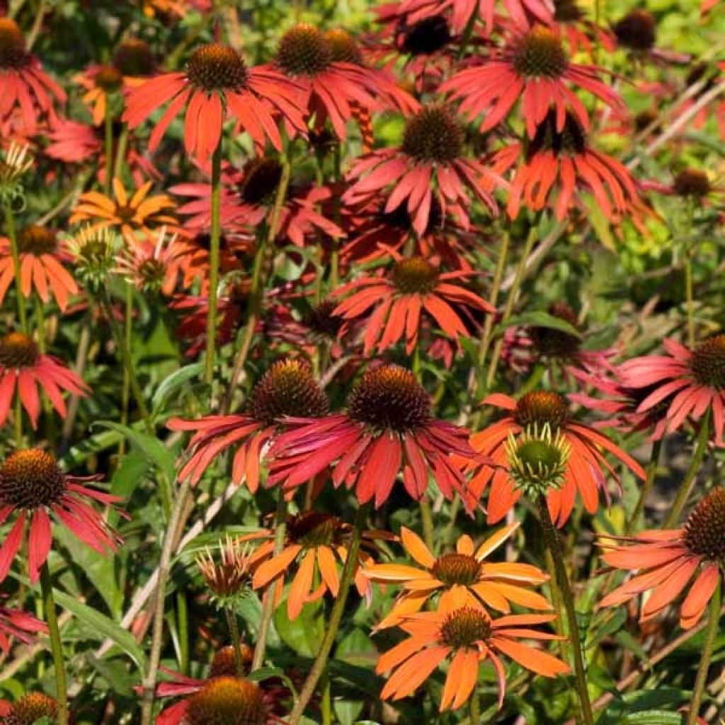 Echinacea Hot Summer - Rudbeckia pourpre