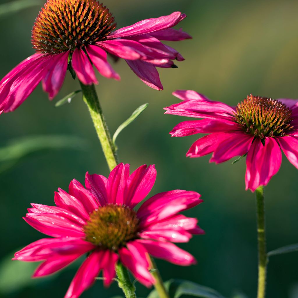 Echinacea Kismet Raspberry