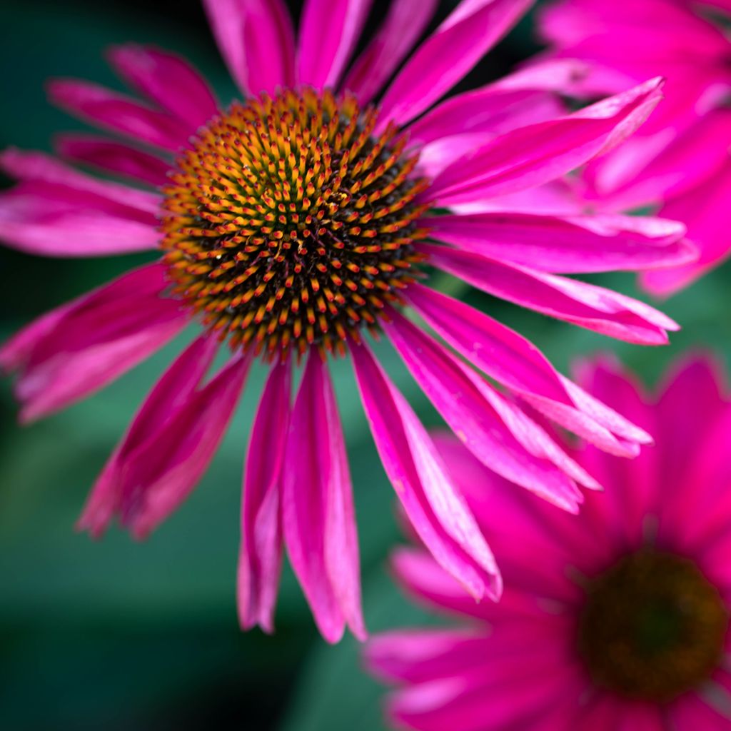 Echinacea Kismet Raspberry