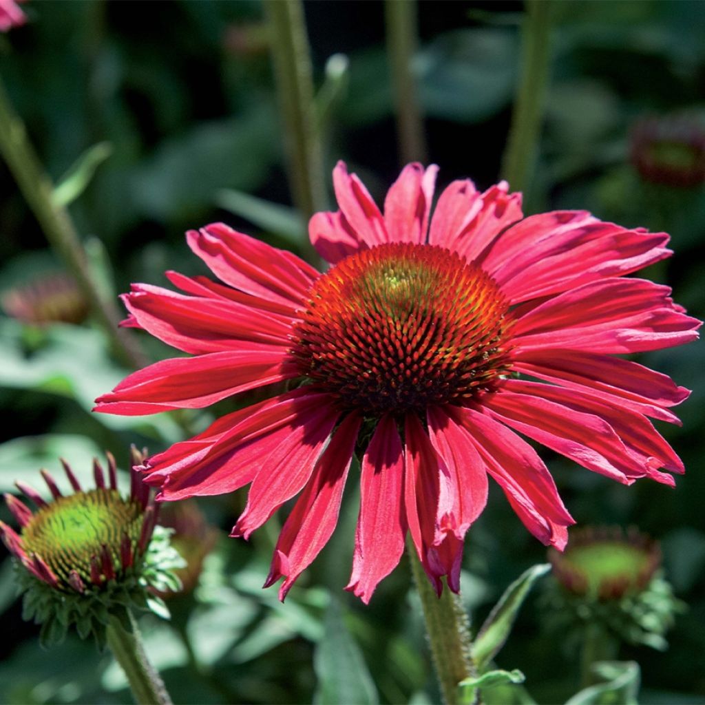 Echinacea Kismet Raspberry - Rudbeckia