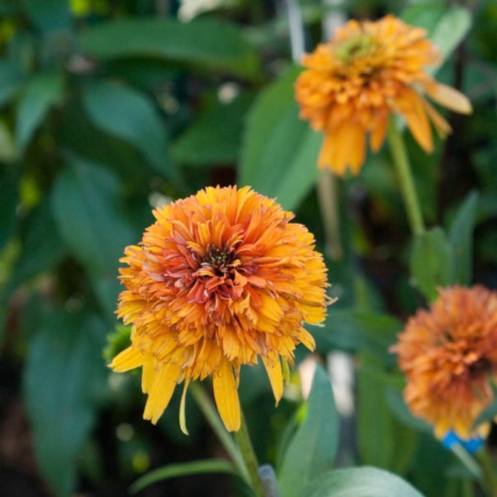 Echinacea Marmalade - Rudbeckia pourpre