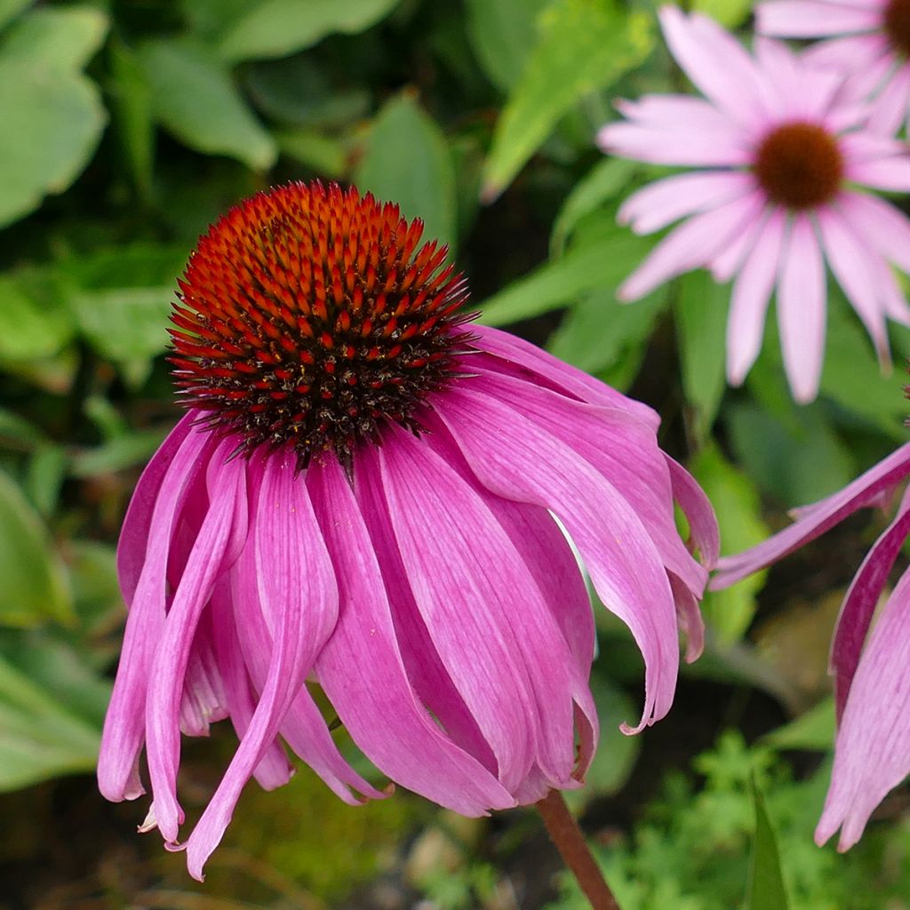 Echinacea purpurea Maxima