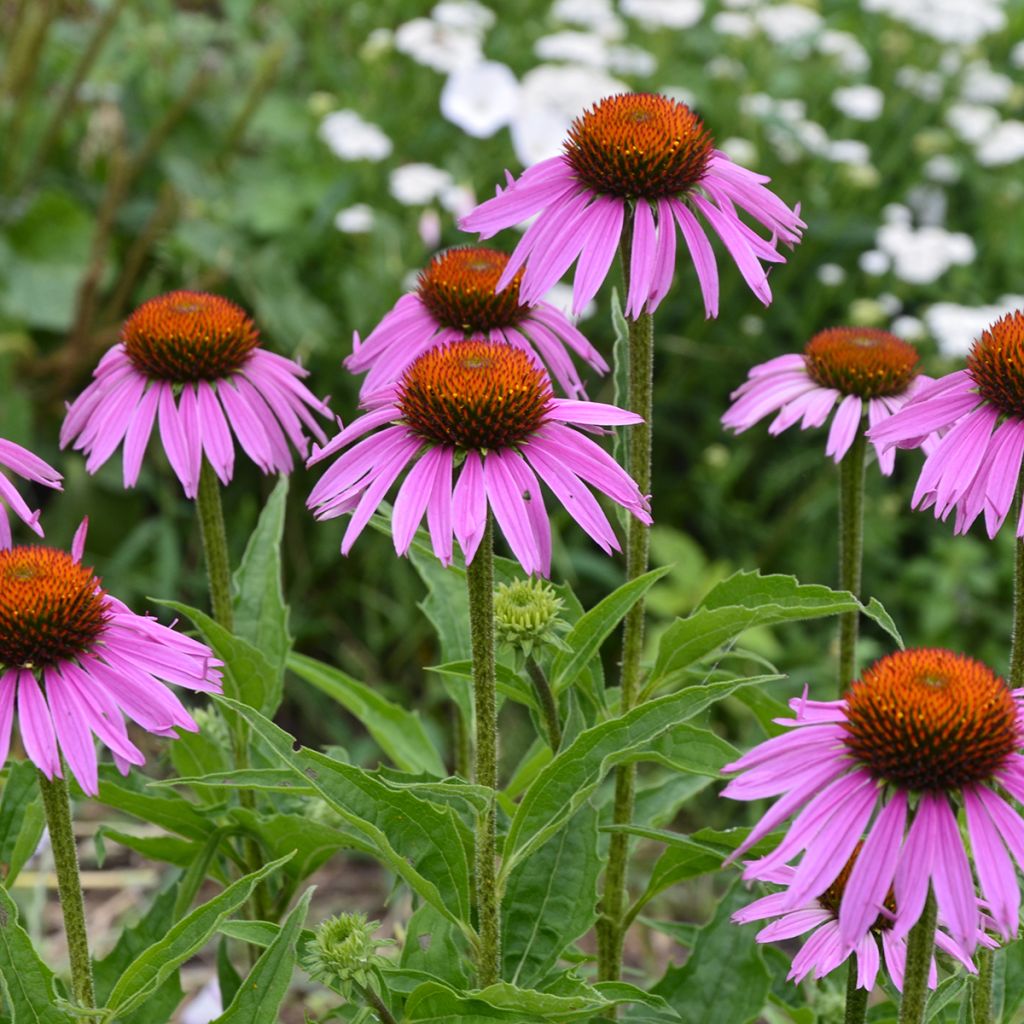 Echinacea purpurea Maxima