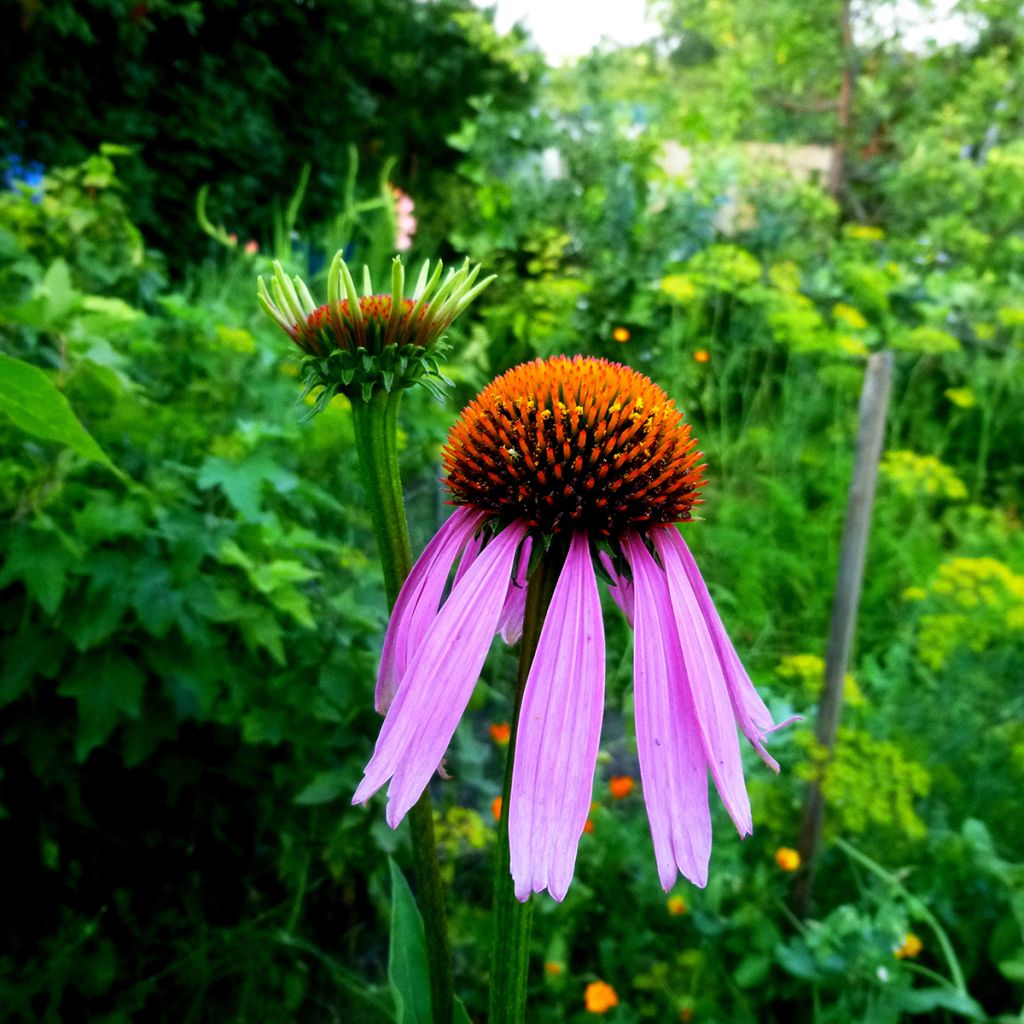 Echinacea purpurea Maxima