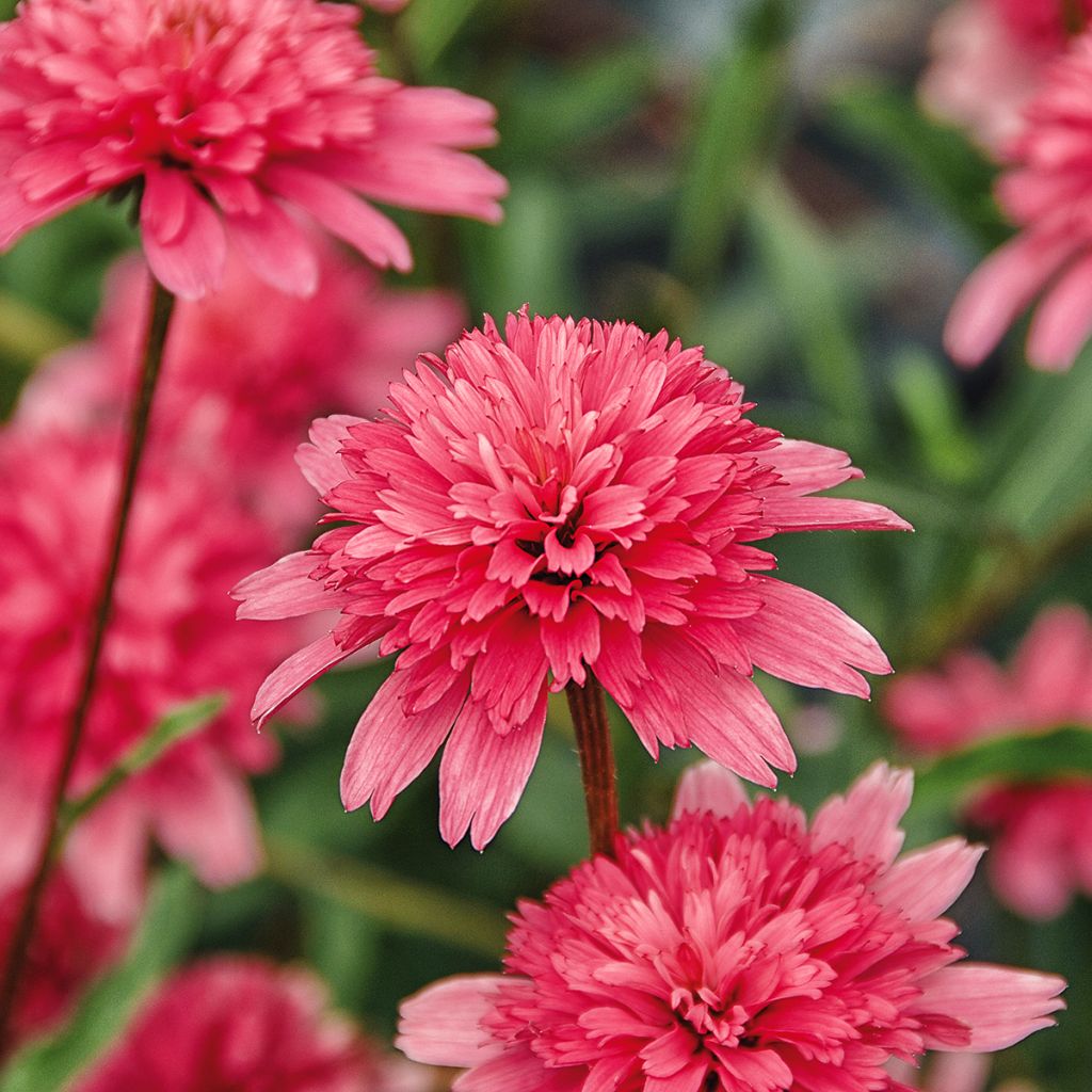 Echinacea purpurea Minibelle