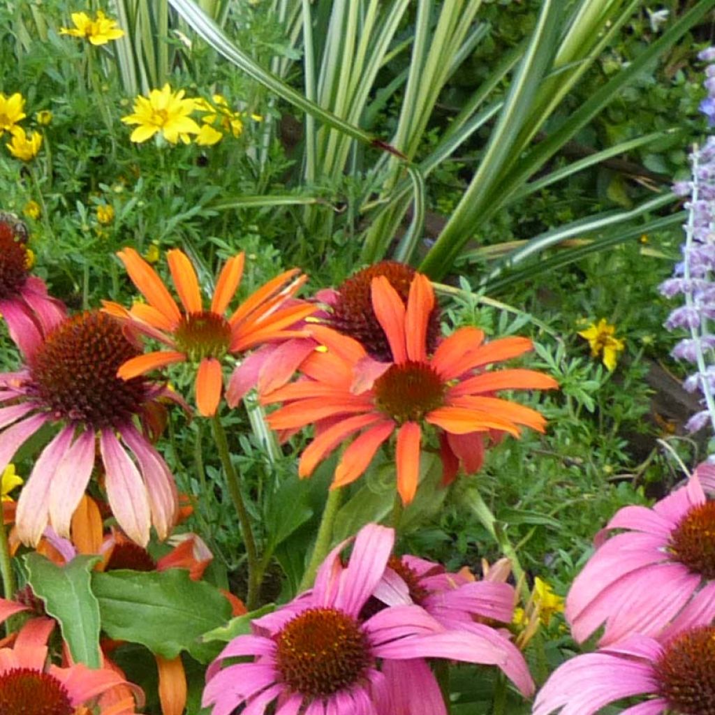 Echinacea Butterfly Orange Skipper