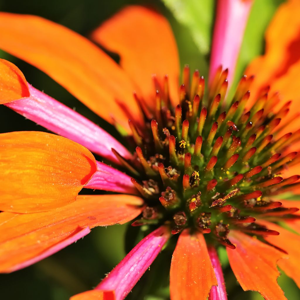 Echinacea Butterfly Orange Skipper