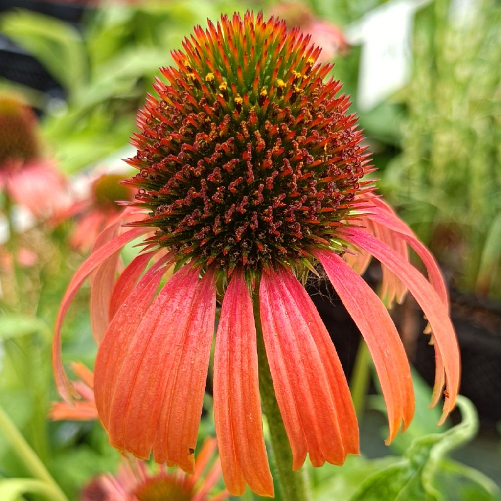 Echinacea Butterfly Orange Skipper