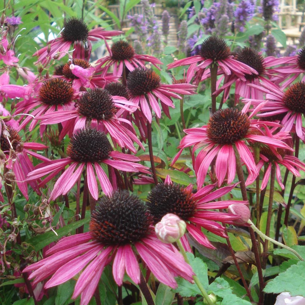 Echinacea purpurea Pica Bella