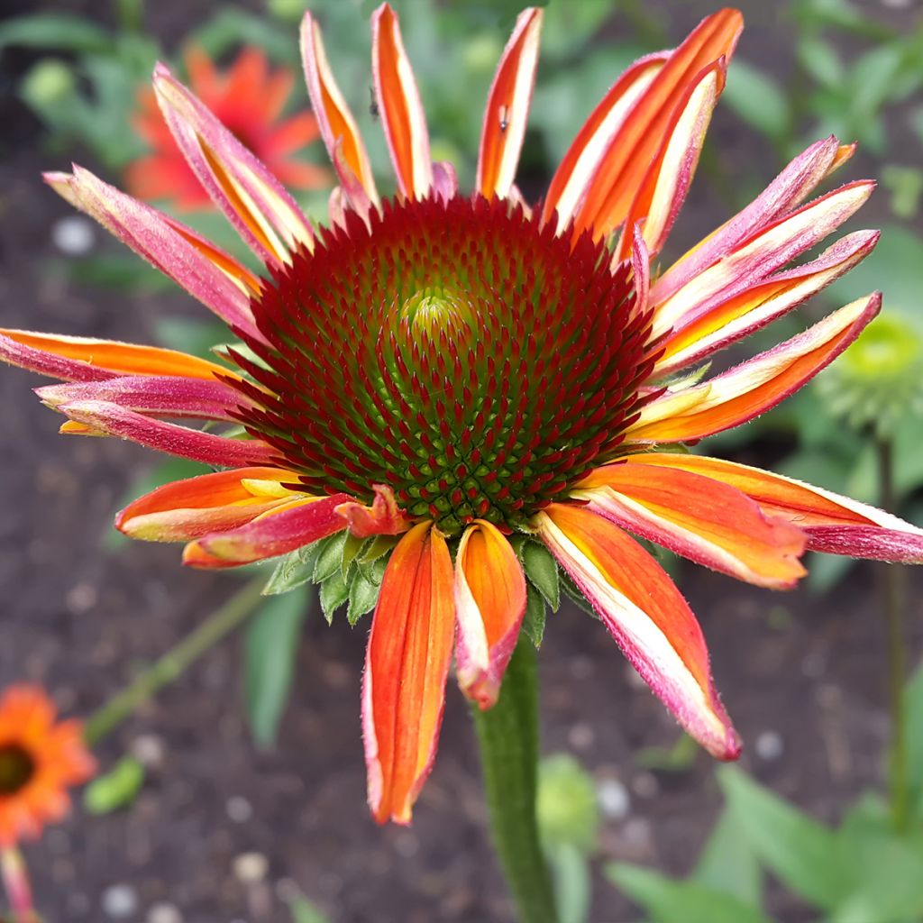 Echinacea Prima Ginger - Rudbeckia 