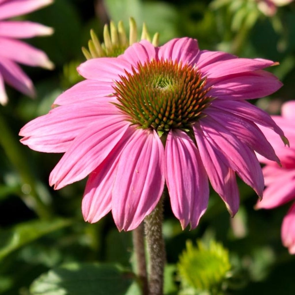 Echinacea purpurea - Rudbeckia pourpre