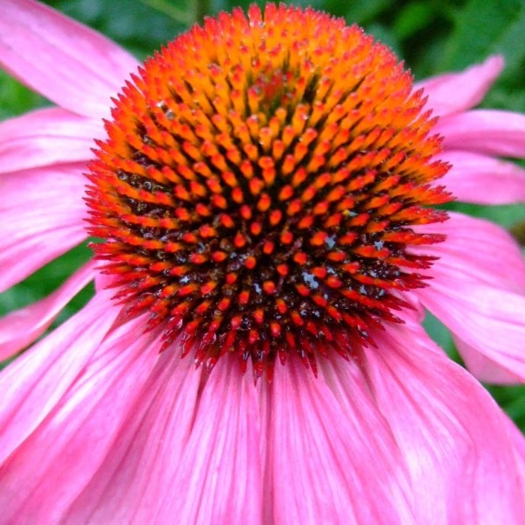 Echinacea Robin Hood