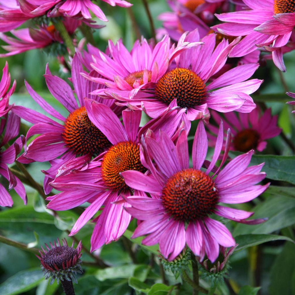 Echinacea Robin Hood