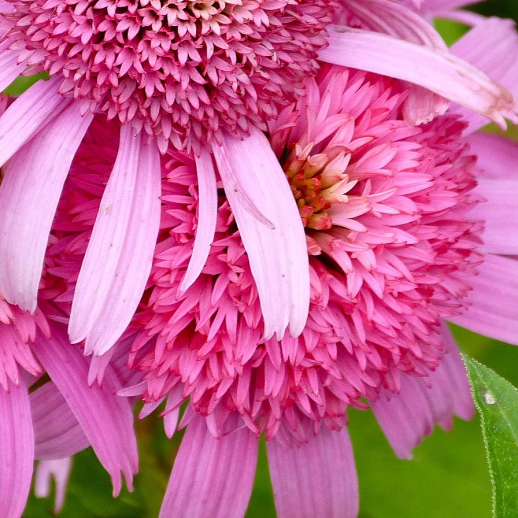 Echinacea Secret Romance - Rudbeckia pourpre 