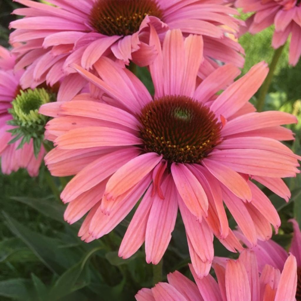 Echinacea purpurea SunSeekers Rainbow