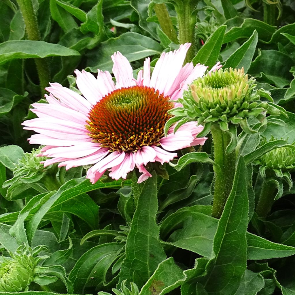 Echinacea SunSeekers Salmon - Echinacée