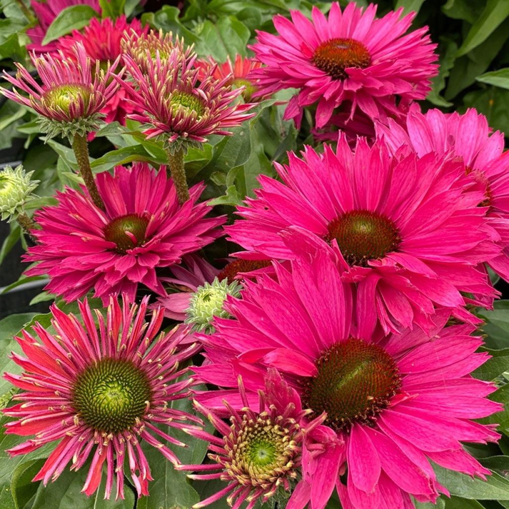 Echinacea purpurea SunSeekers Sweet Fuchsia