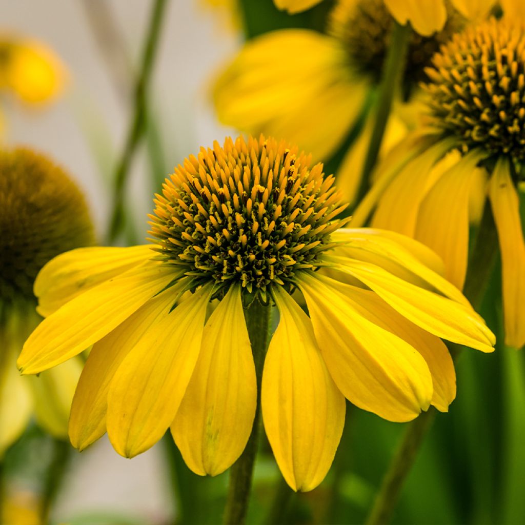 Echinacea Sunny Meadow Mama - Rudbeckia 