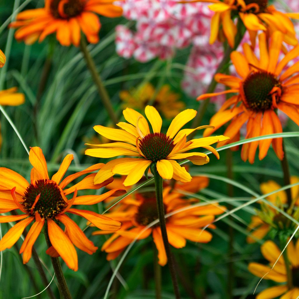 Echinacea Tiki Torch