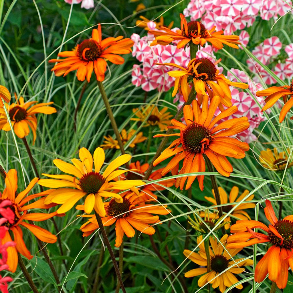 Echinacea Tiki Torch