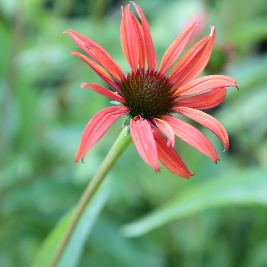 Echinacea purpurea Tomato Soup