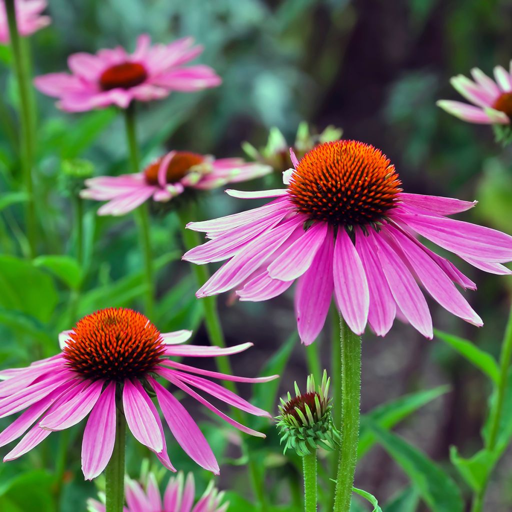 Echinacea angustifolia - Echinacea