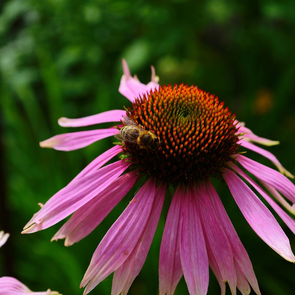 Echinacea angustifolia - Echinacea