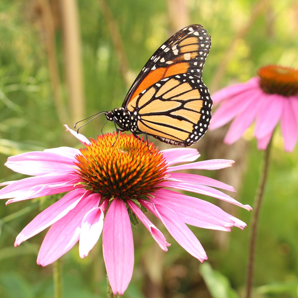 Echinacea angustifolia - Echinacea