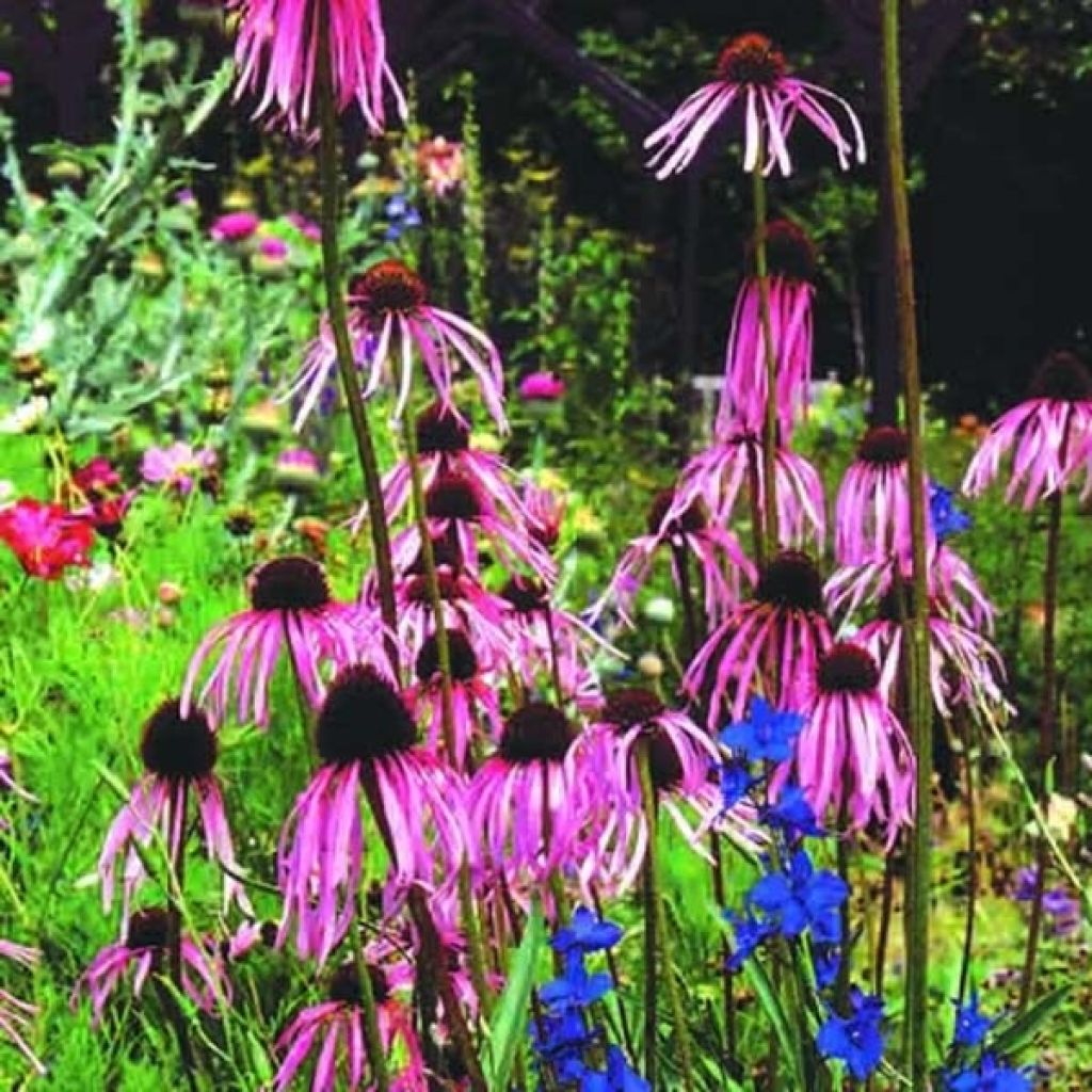 Echinacea pallida