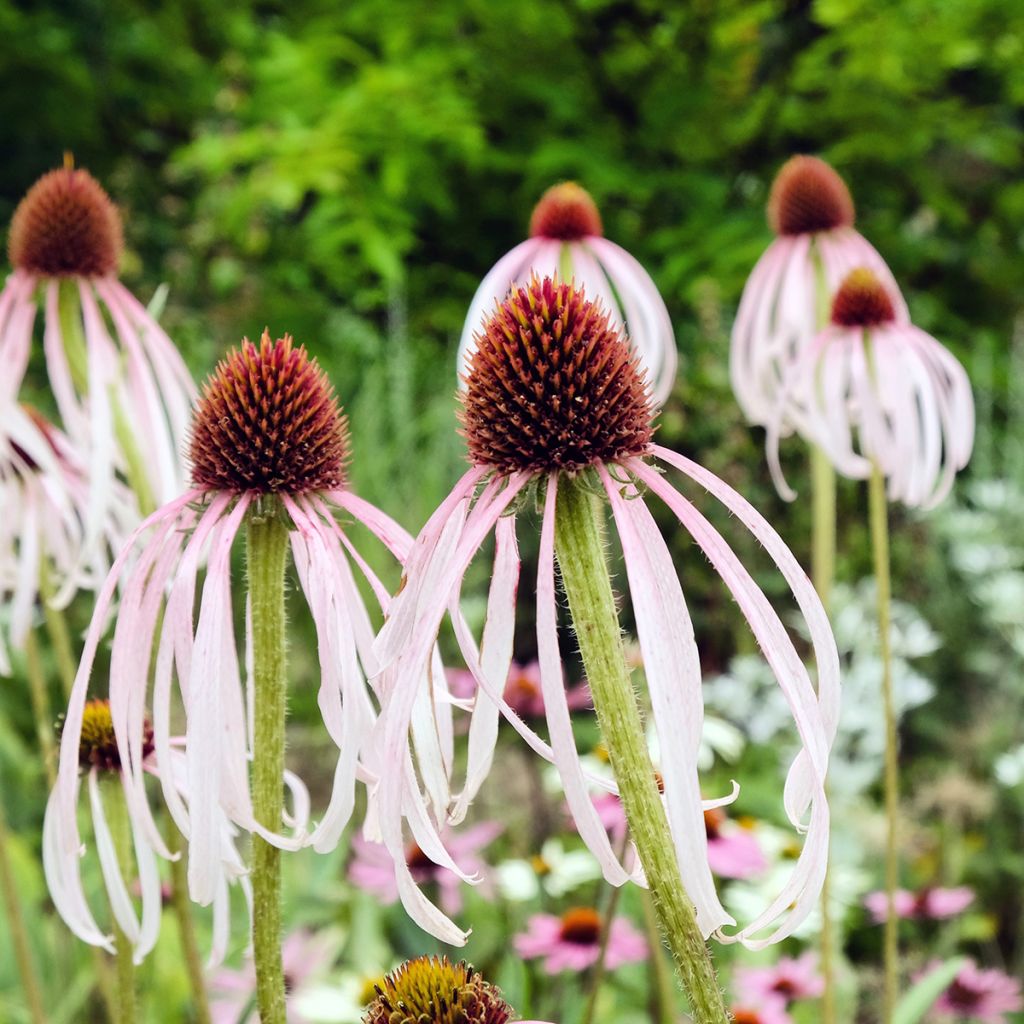 Echinacea pallida